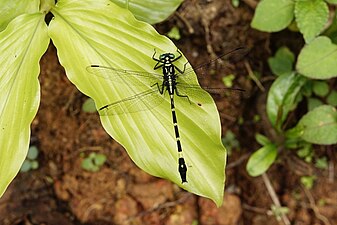 Template:Merogomphus longistigma