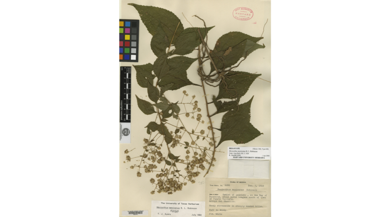 File:Mexianthus mexicanus B.L.Rob. urn-lsid-biocol.org-col-15631.png