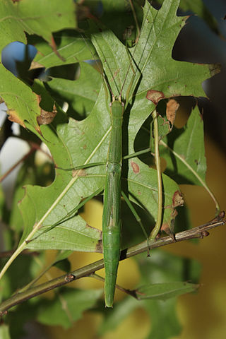 <i>Micadina</i> Genus of stick insects