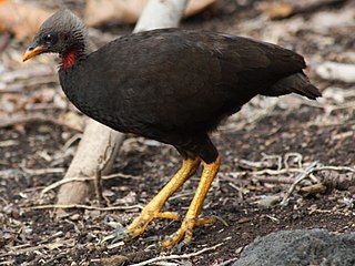 Micronesian megapode Species of bird