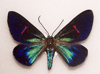 <i>Milionia fulgida</i> Species of moth