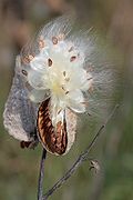 A milkweed follicle releasing its seeds. Milkweed-in-seed2.jpg