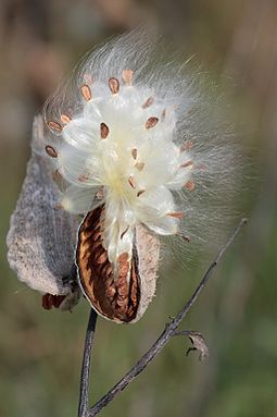 The seed pod of milkweed (Asclepias syriaca) Milkweed-in-seed2.jpg