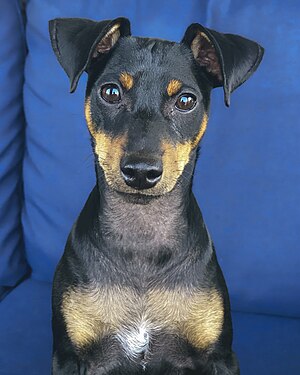 Portrait of a male Miniature Pinscher dog