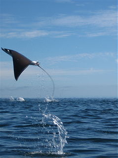 Mobula munkiana