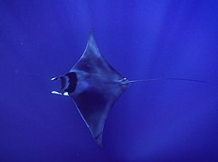 Mobula mobular