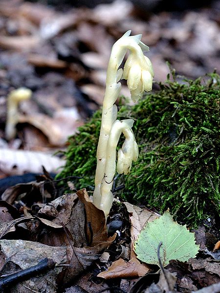 File:Monotropa hypopitys Saarland 52.jpg