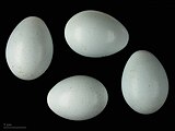 卵 Monticola solitarius solitarius