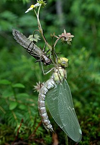 ♀ Aeshna cyanea (Southern Hawker) and Exuviae