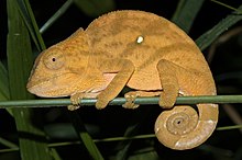 Mount Amber Globe-horned Chameleon imported from iNaturalist photo 185941759 on 21 April 2022.jpg