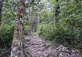 track through a forest