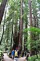 old trees, Sequoia sempervirens in Muir Woods