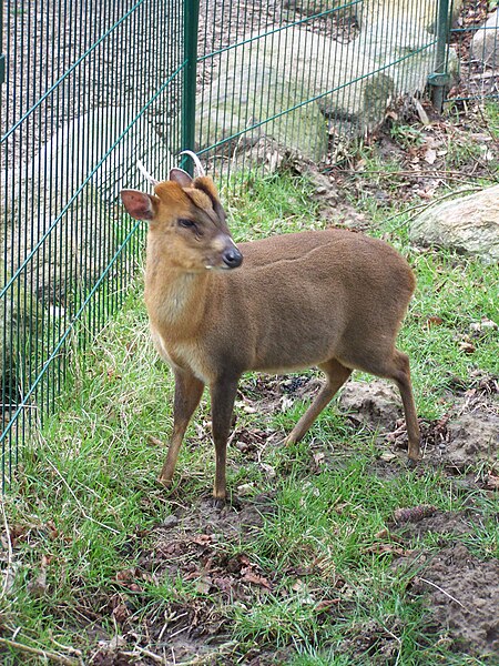 File:Muntjak im Stralsunder Tierpark.jpg