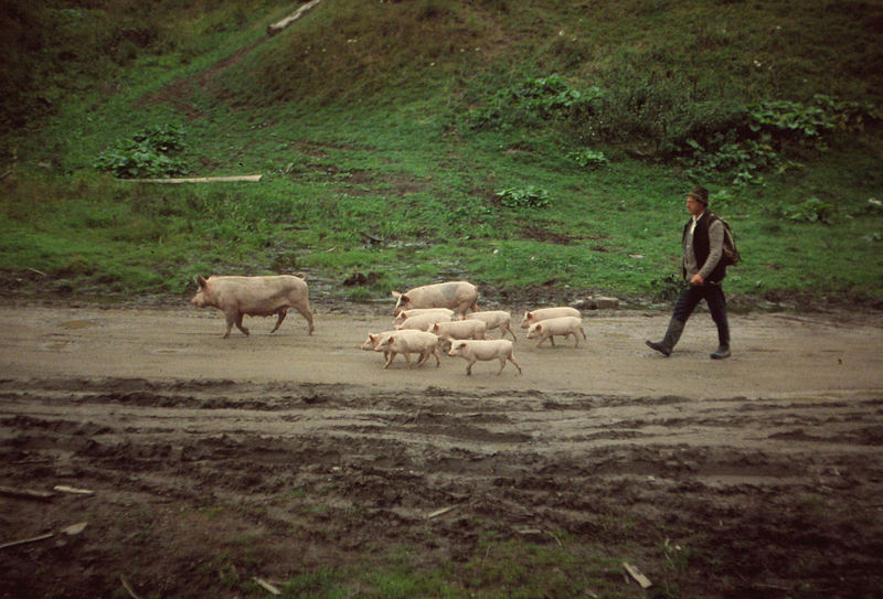 File:Musa - Gura Teghii - pig herder.jpg