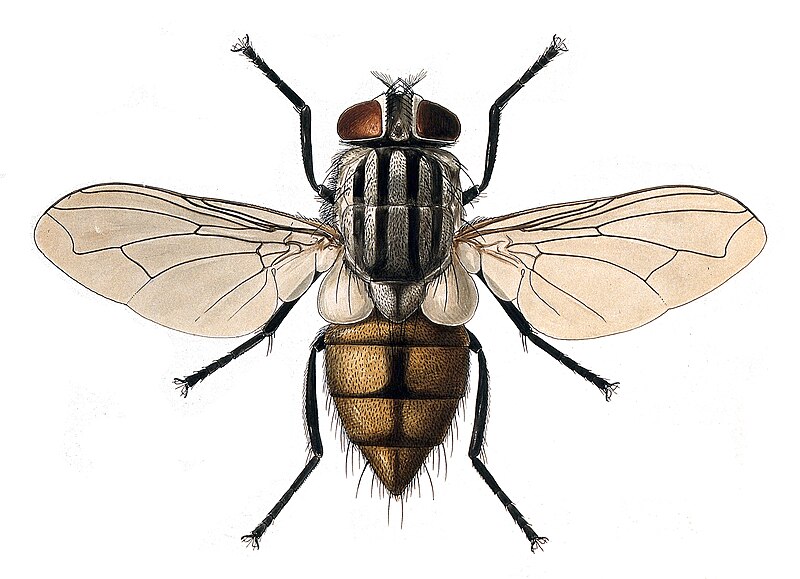 File:Musca domestica female.jpg