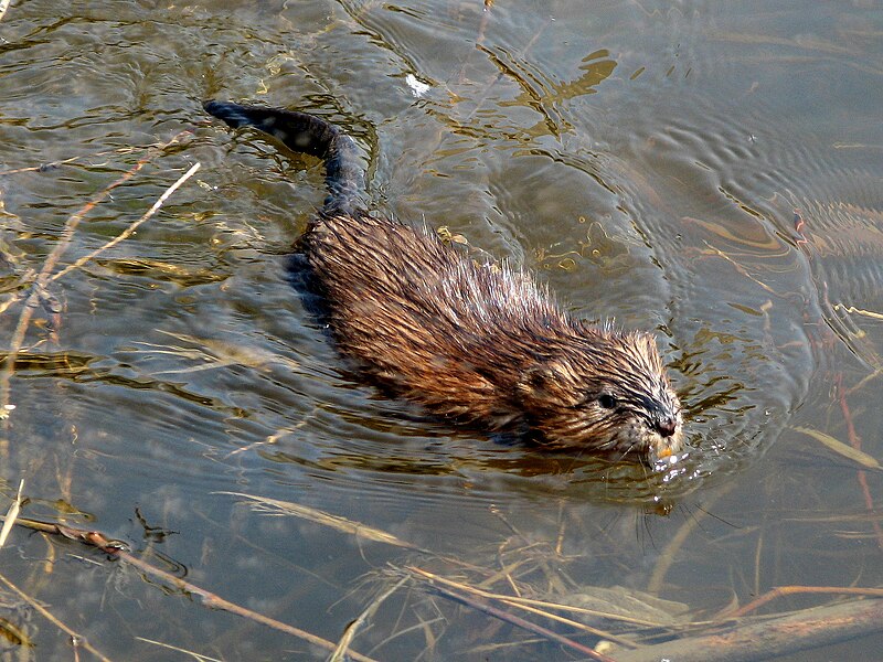 File:Muskrat swimming Ottawa.jpg