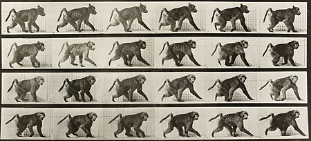 Fail:Muybridge baboon running 2.jpg