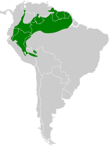 Myrmelastes leucostigma map.svg