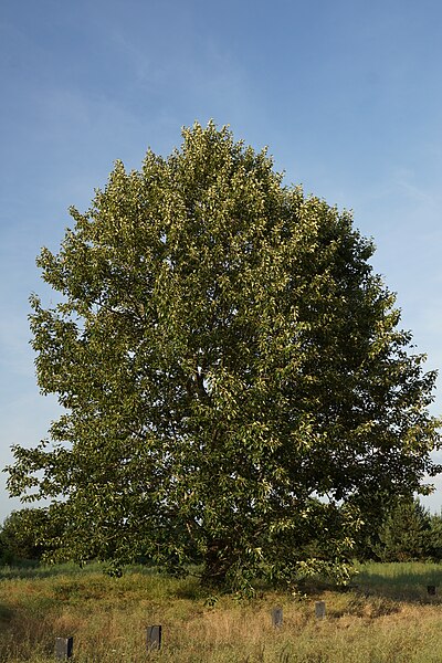File:NSG Landschaftspark Johannisthal Adlershof - Baum auf Wiese 2.JPG