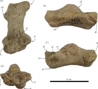 A right calcaneum bone referred to N. arandai Nanodobenus arandai right calcaneum.png