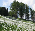 Field of naturalized N. poeticus in Slovenia