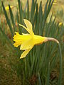 Narcissus hispanicus close-up