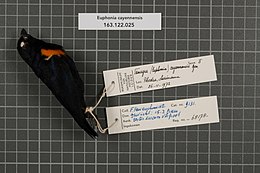 Centre de biodiversité Naturalis - RMNH.AVES.68178 1 - Euphonia cayennensis (Gmelin, 1789) - Emberizidae - spécimen de peau d'oiseau.jpeg