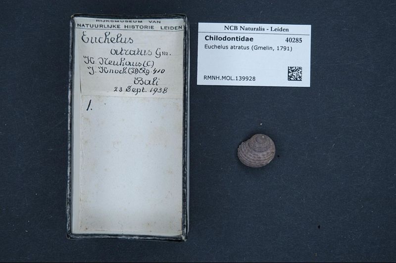File:Naturalis Biodiversity Center - RMNH.MOL.139928 - Euchelus atratus (Gmelin, 1791) - Chilodontidae - Mollusc shell.jpeg