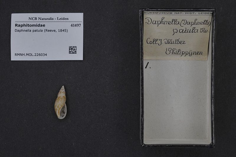 File:Naturalis Biodiversity Center - RMNH.MOL.226034 - Daphnella patula (Reeve, 1845) - Raphitomidae - Mollusc shell.jpeg