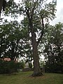 Esche (Fraxinus excelsior) (Baum)