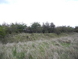 Wall-/Grabenabschnitt im Burggelände, bestanden mit Schlehdornhecken