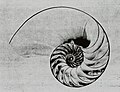 Cuncha dun Nautilus