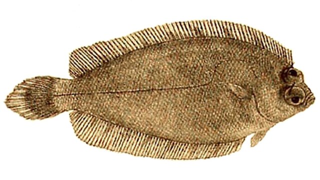 Тихая рыба 6 букв. Plattfisch. Macrochirichthys macrochirus.