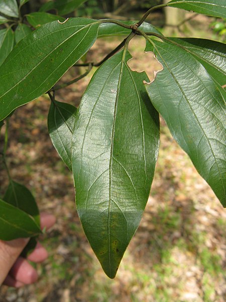 File:Neolitsea aciculata3.jpg