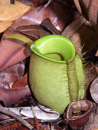 <i>Nepenthes ampullaria</i> Species of pitcher plant