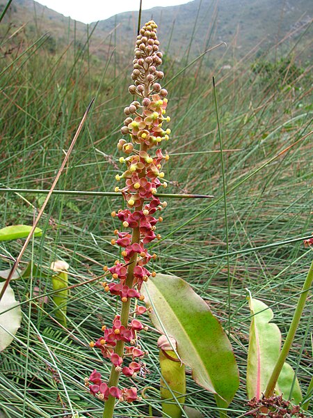 File:Nepenthes mirabilis inflorescence.jpg