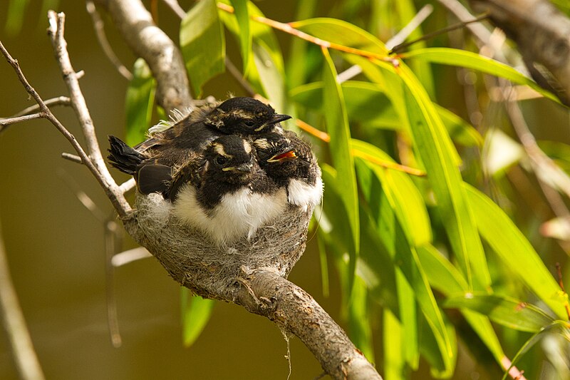 File:Nest of Willie Wagtail - AndrewMercer IMG13582.jpg