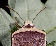   Egg of Trichopoda pennipes on head