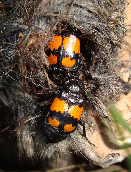 File:Nicrophorus vespilloides in dead rodent.jpg