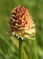 Gymnadenia rhellicani Italy - Seiser Alm