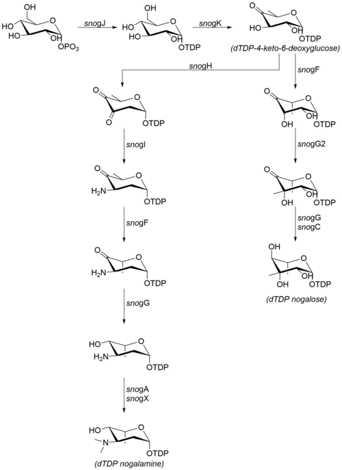 Biosintesis jalur untuk gugus karbohidrat dari nogalamycin.