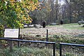 North American Bison