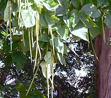 "Beanpods" and leaf details of the northern catalpa Northern Catalpa beanpods.jpg