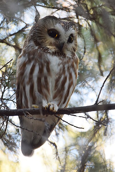 File:Northern Saw-whet Owl (31089617164).jpg