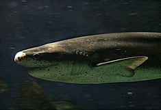 Requin plat-nez (Notorynchus cepedianus)