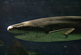 <i>Notorynchus</i> Genus of sharks