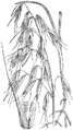 Divji oves [sic!]. (Avéna fátua.) Illustration #321 in: Martin Cilenšek: Naše škodljive rastline, Celovec (1892)