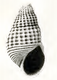 <i>Odostomia santamariensis</i> Species of gastropod