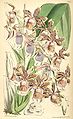 Oncidium fuscatum (as syn. Miltonia warszewiczii) plate 58743 in: Curtis's Bot. Magazine (Orchidaceae), vol. 96, (1870)