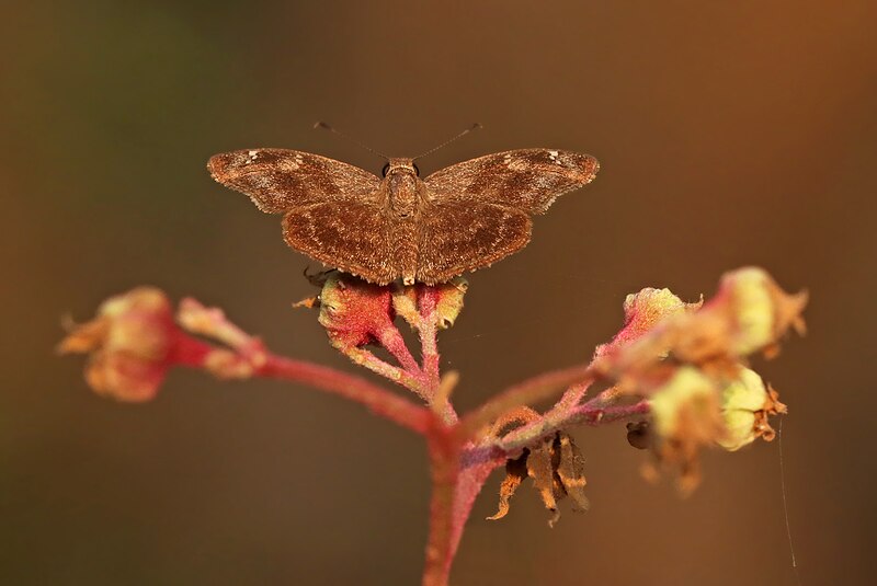 File:Open wing Basking posture of Sarangesa dasahara (Moore, 1866) - Common Small Flat WLB IMG 9259a.jpg